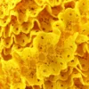 Dentelle froufrou sur ruban satin - jaune